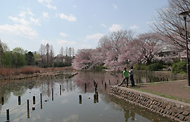善福寺下の池