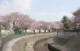 最上流の桜並木